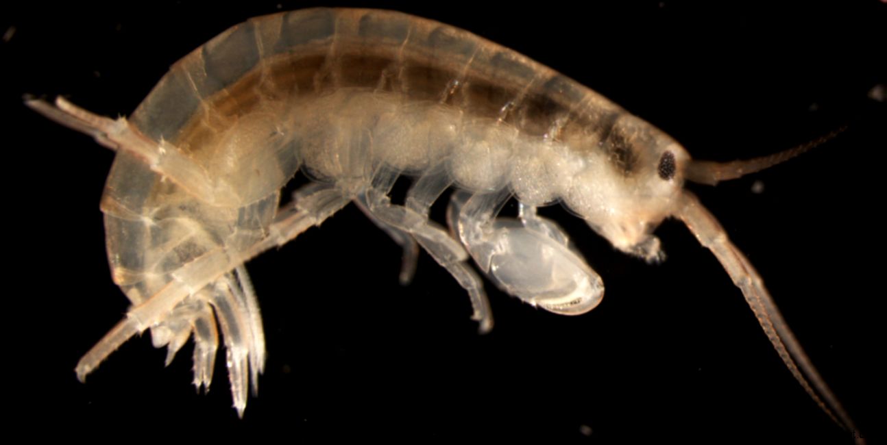 Pins for Small Crustaceans List from Pinterest Pins for Small Crustaceans List from Pinterest