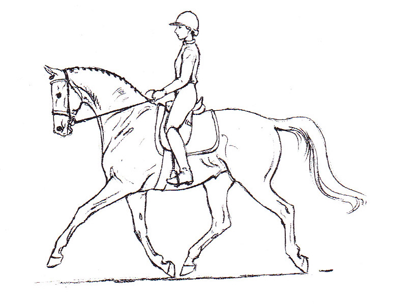 Featured image of post Morgan Horse Coloring Pages - Breeding rare and exotic coloured warmblood sporthorses.