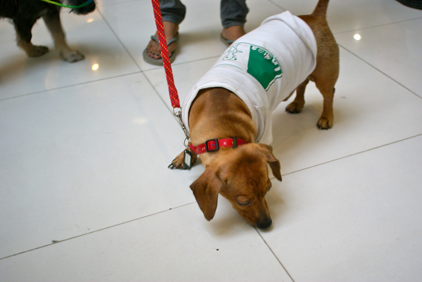 My Life in Cebu! Parkmall Cebu's Most Petfriendly Mall