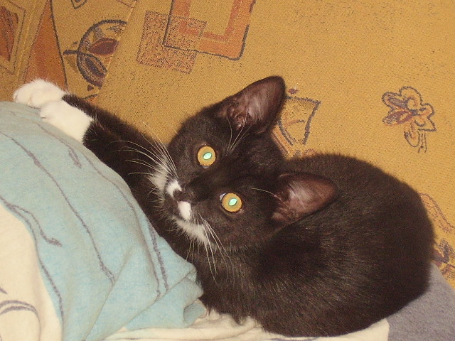 Unsere Haustiere: Katze ist zu dünn – das kann beim Aufpäppeln helfen