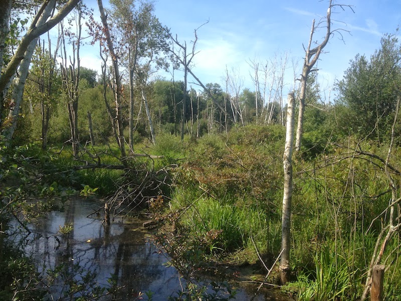 A Wandering Naturalist Ontario Wainfleet Bog