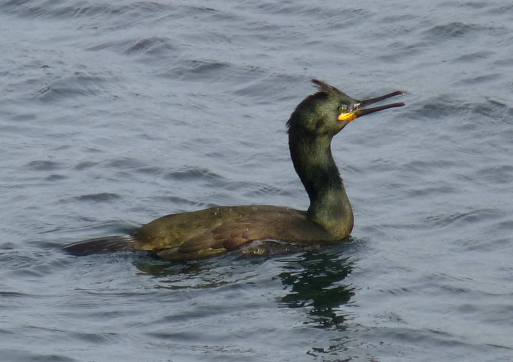 Birds and Their Habitats Birds in Focus Cormorant and Shag