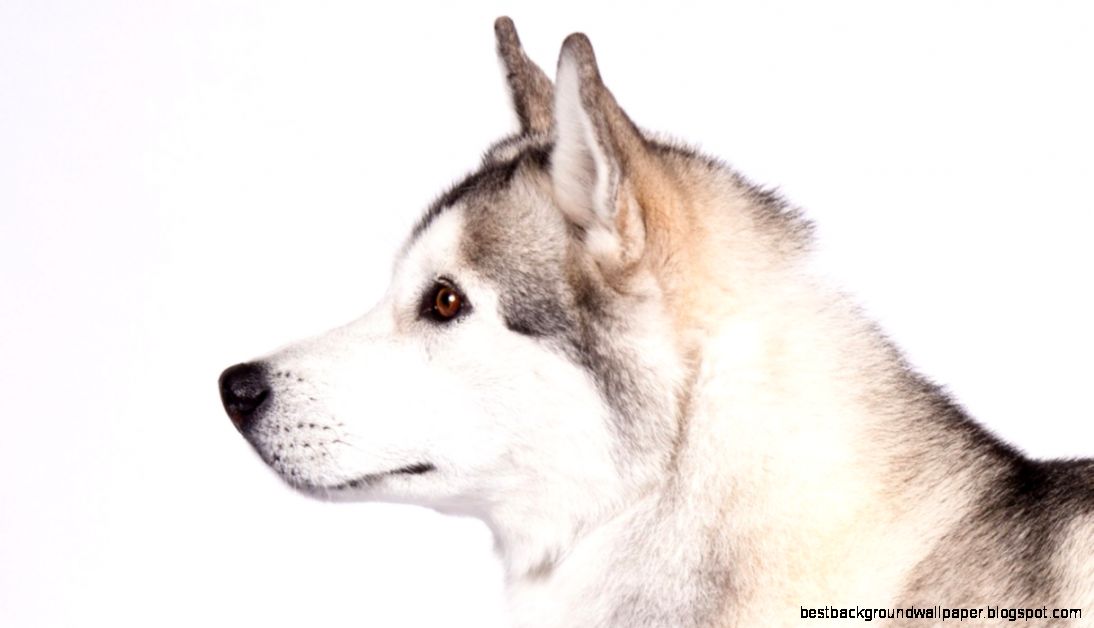 Siberian Husky Dog Breed Information American Kennel Club Siberian Husky Dog Breed Information American Kennel Club