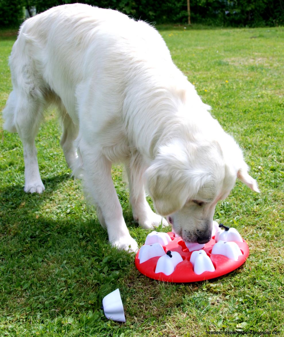 Smart Dog 1 Smart Dog 1