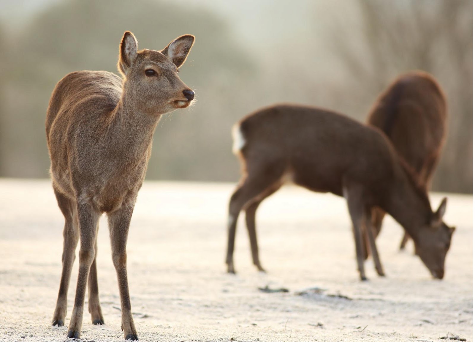 Top 22 Most Beatiful Beautiful DEER Wallpapers In HD