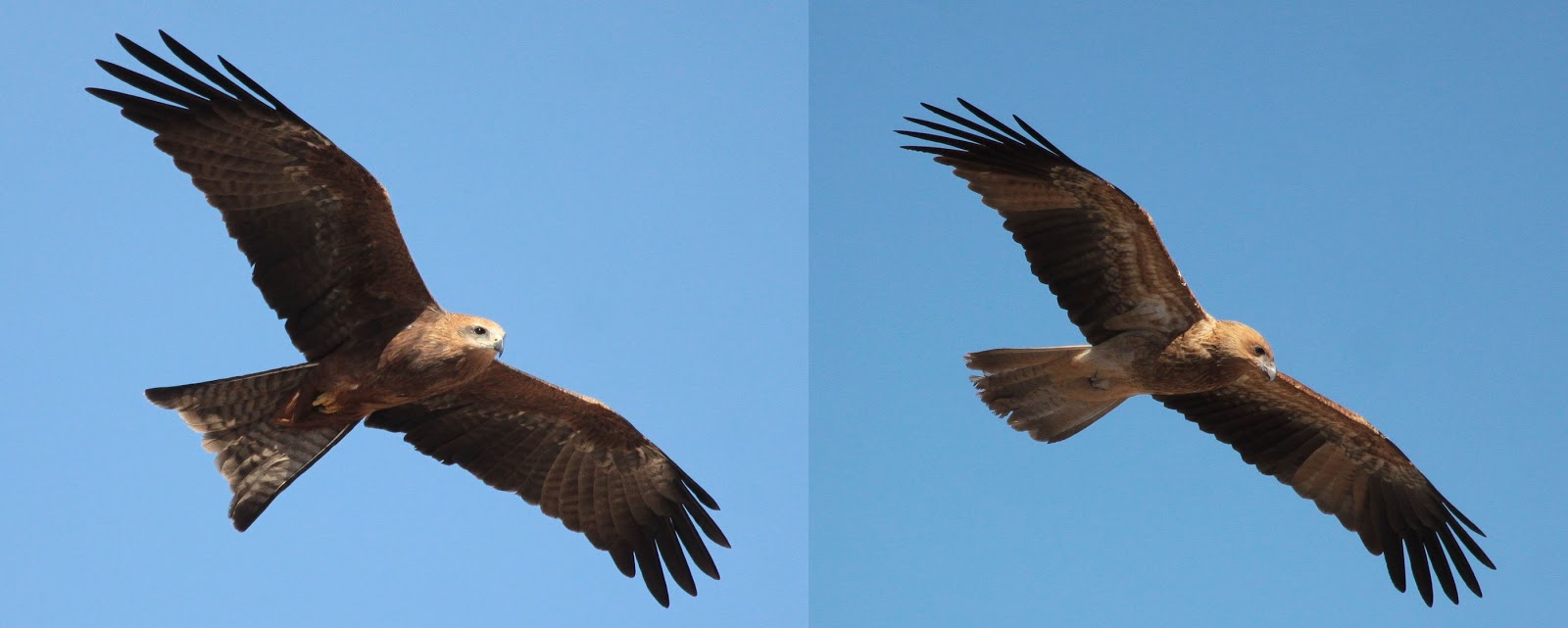 Richard Waring's Birds of Australia Whistling Kite, Black Kite