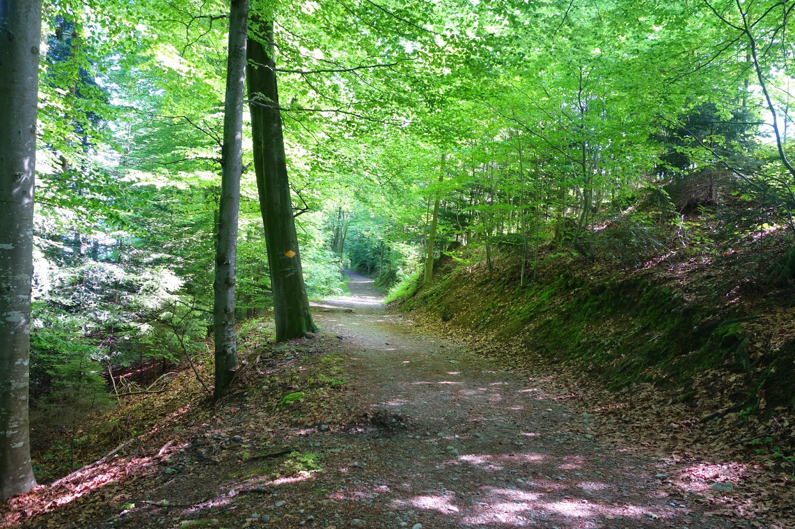 Z I M I S E I T E Uetliberg Hausberg Von Zurich Rundtour Mit