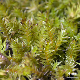 Musgo Triquetrella arapilensis de la familia Pottiaceae de zonas arenosas secas y termicas