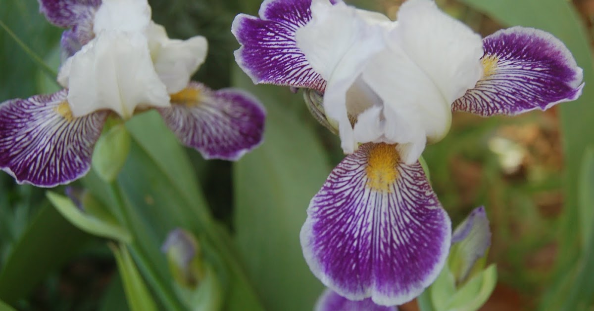 World of Irises Irises you don't suppose to grow