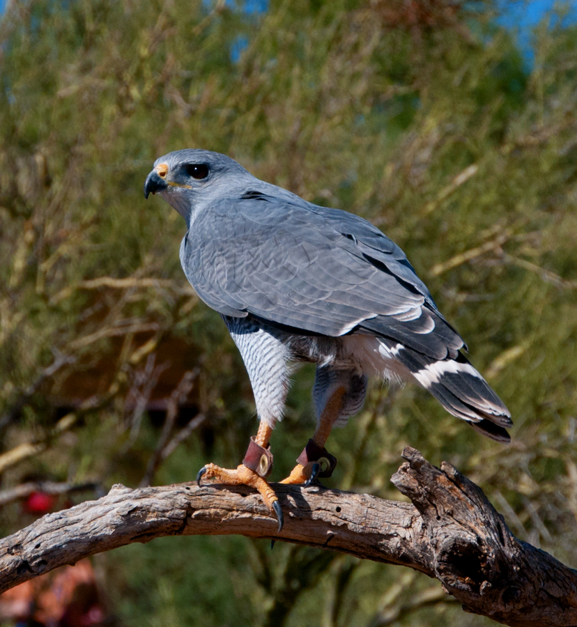 Follow The Sykes Birds Tucson 2012 Part 3