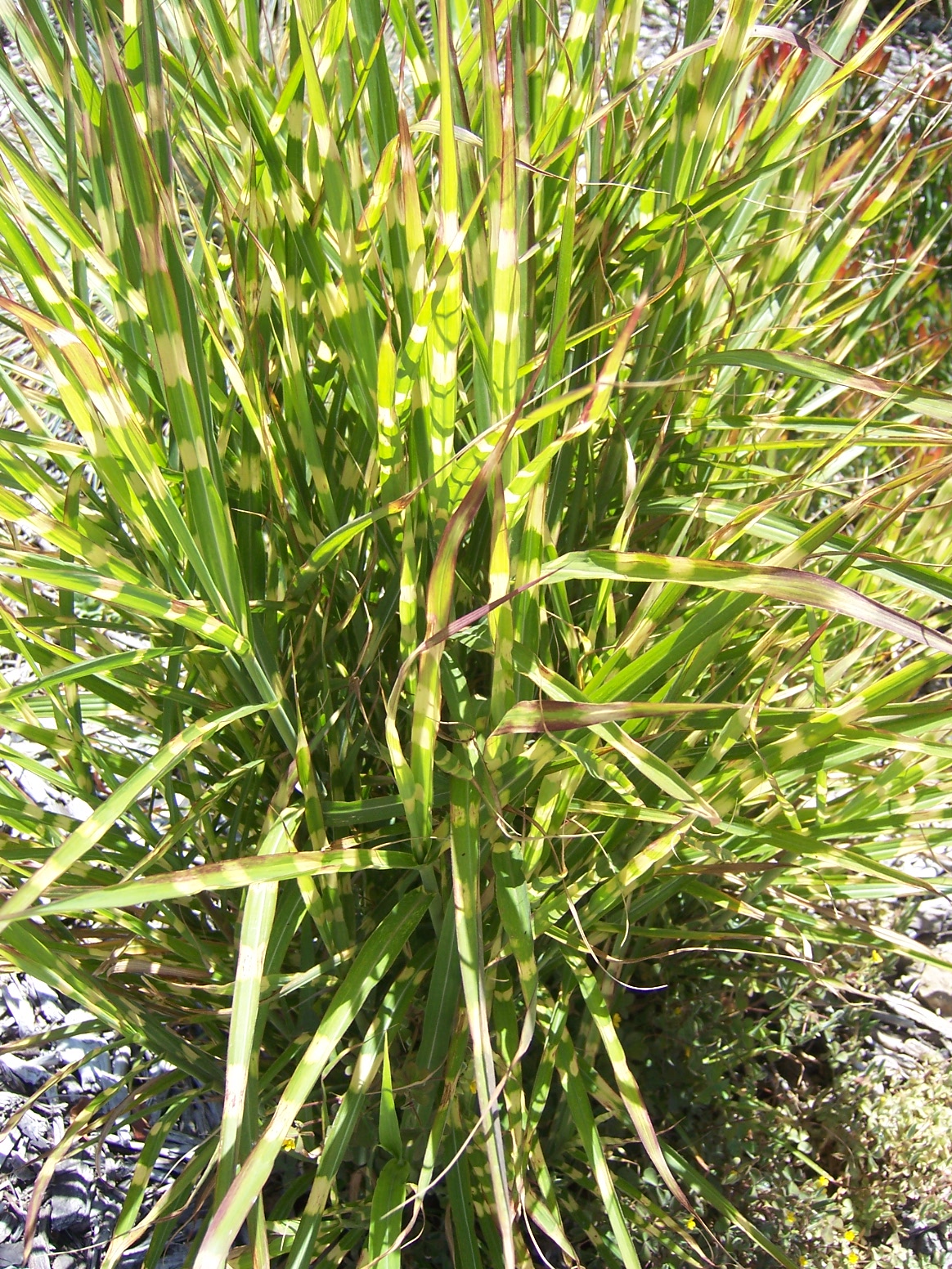zebra miscanthus zebra miscanthus