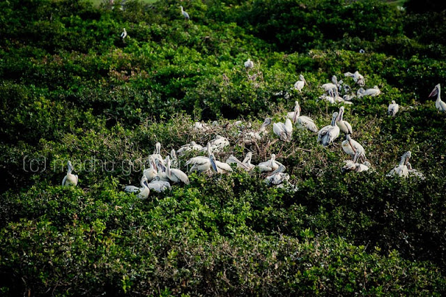 Vedanthangal Bird Sanctuary Vedanthangal Bird Sanctuary