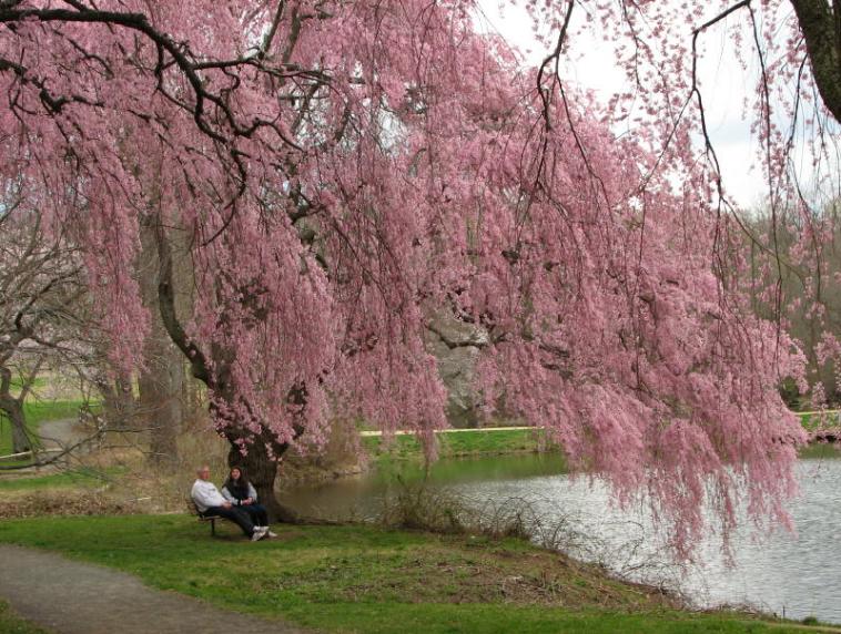 weeping cherry tree pictures. The tree, known for its famous