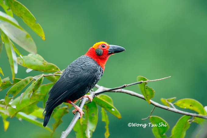 My Photodocument of 453 species of wild Borneo Birds