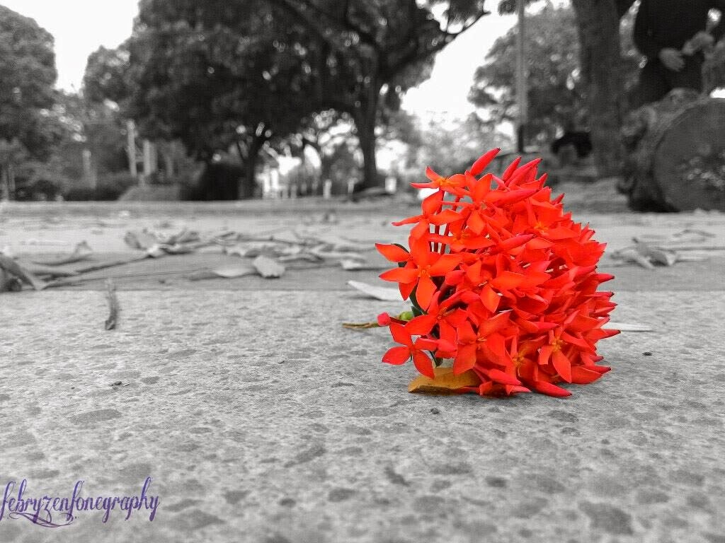 Hasil Foto Kamera Asus Zenfone Hasil Foto Kamera Asus Zenfone 4, 5, 6, 2 fonepad