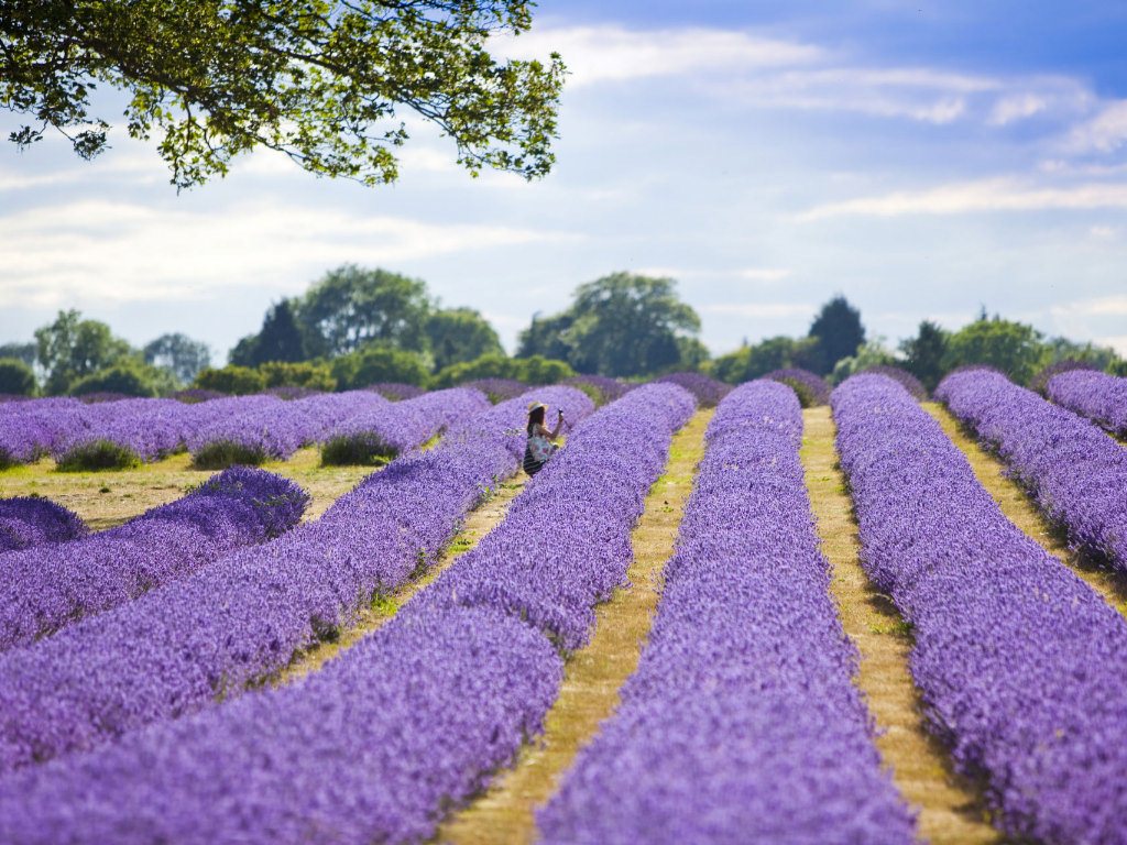 http://3.bp.blogspot.com/-Y-tU4XJyZn8/UFCgZoAeuZI/AAAAAAAAK9Y/L8pbDYdFFPI/s1600/purple-flowers-field-wallpaper.jpg