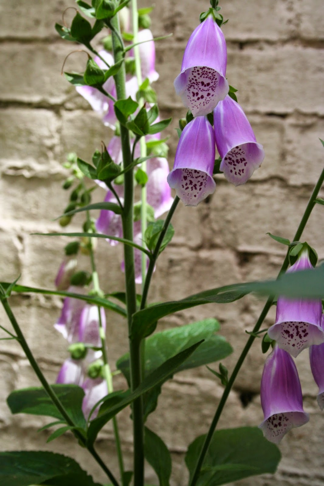 Tuinontwerp Tuinatelier Herman & Vermeulen Vingerhoedskruid of