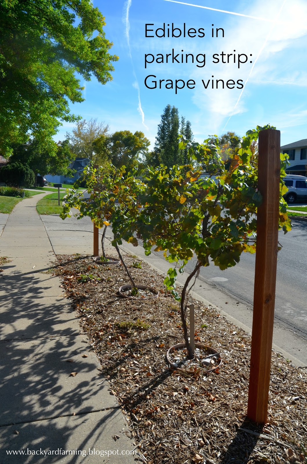 Backyard Farming Another use for parking strip grape vines