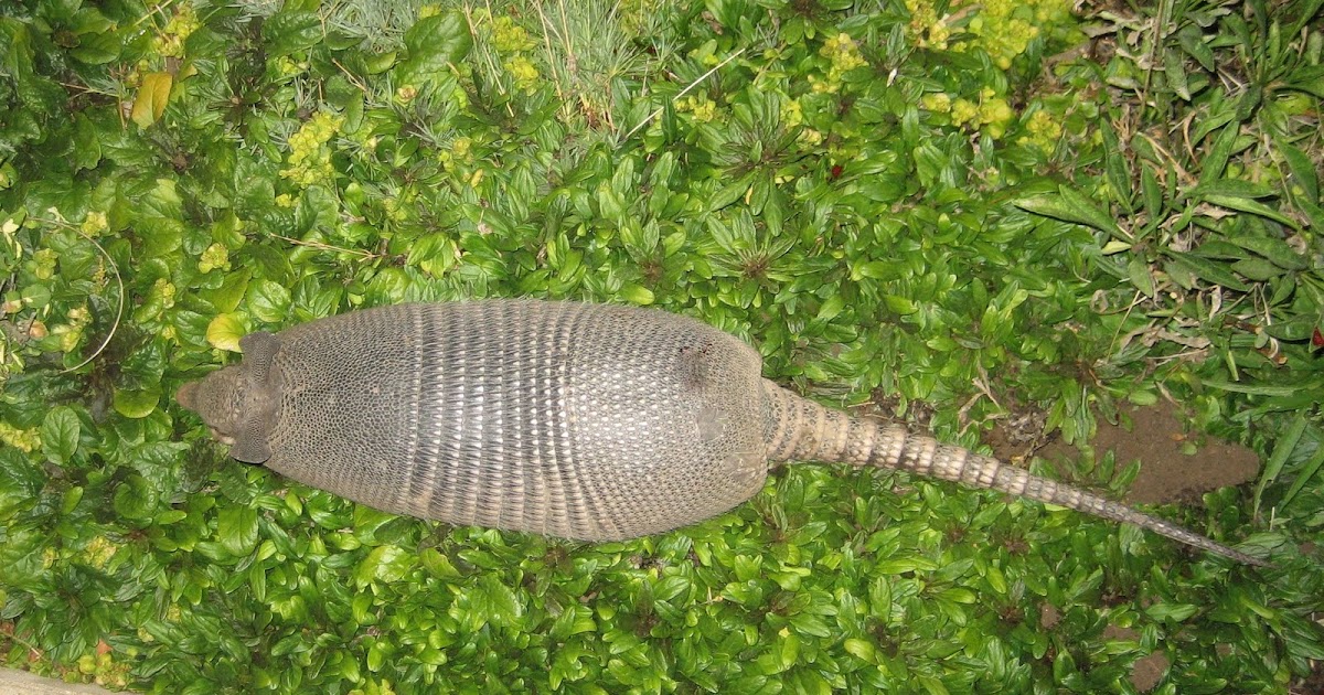 Tales from the Tulls: Armadillo Soup...