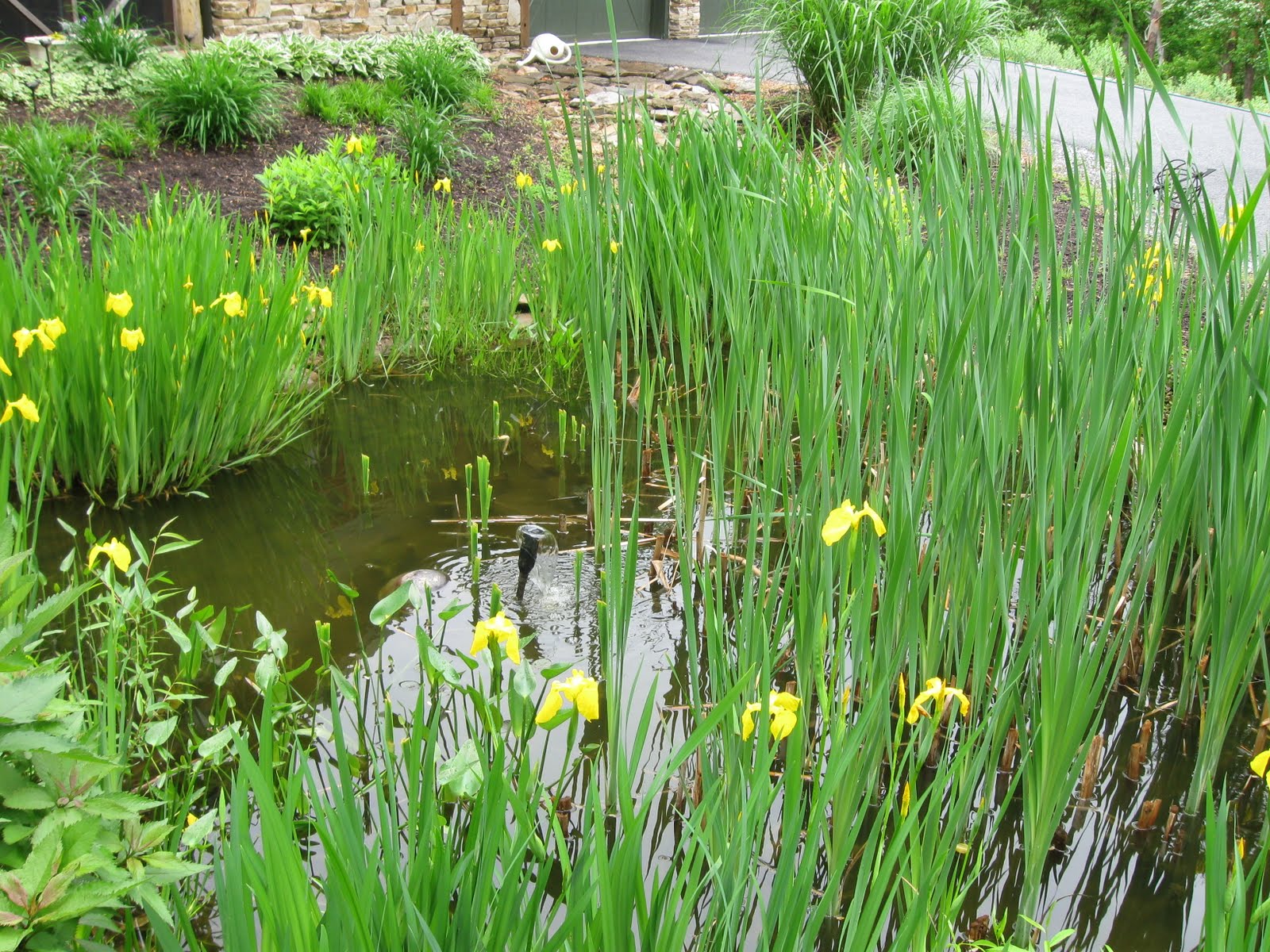 Birds, Blooms, Books, etc A Tour of the Pond Garden