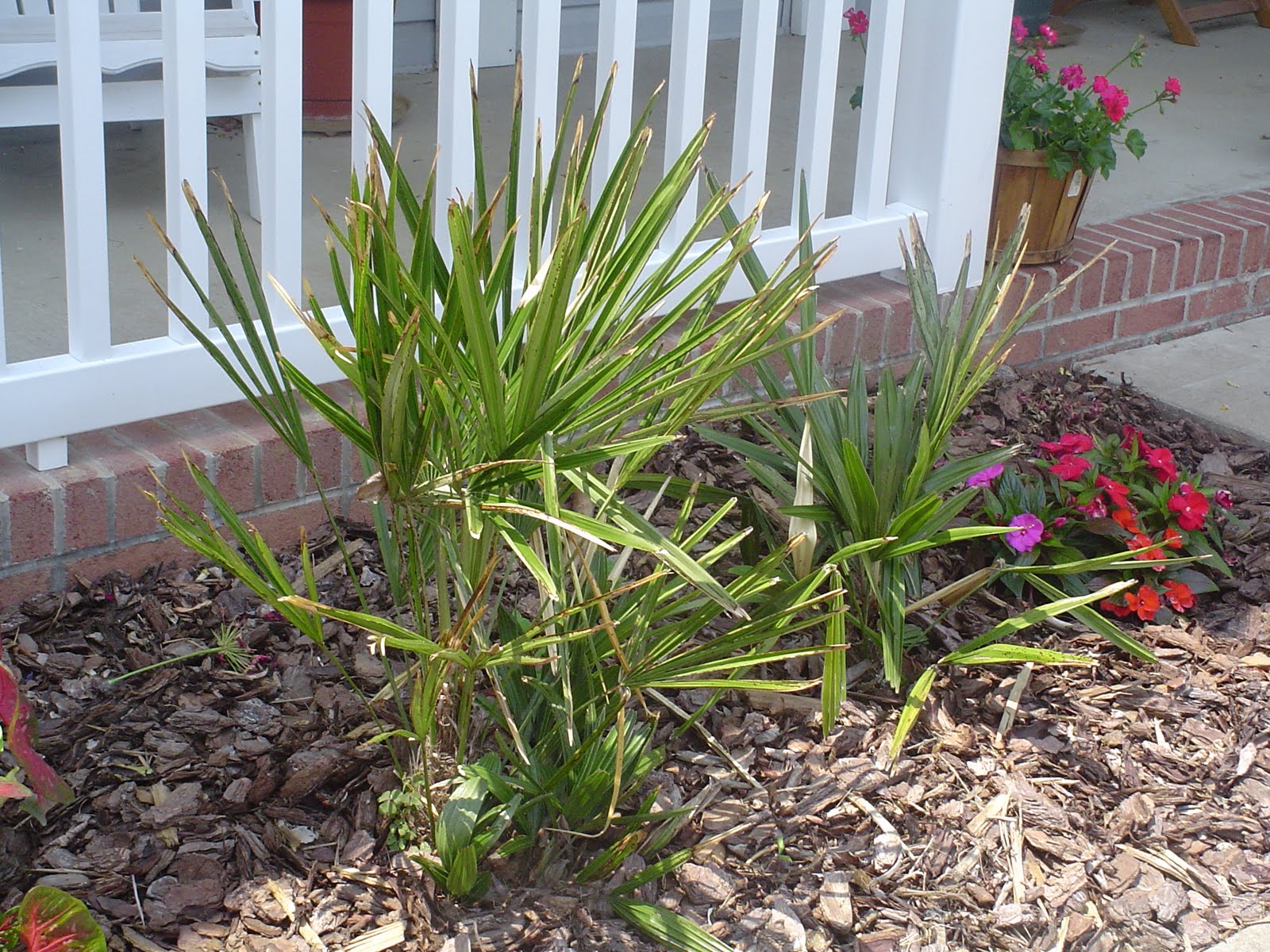 Cold Hardy Palm in Zone 6 Project June 2011