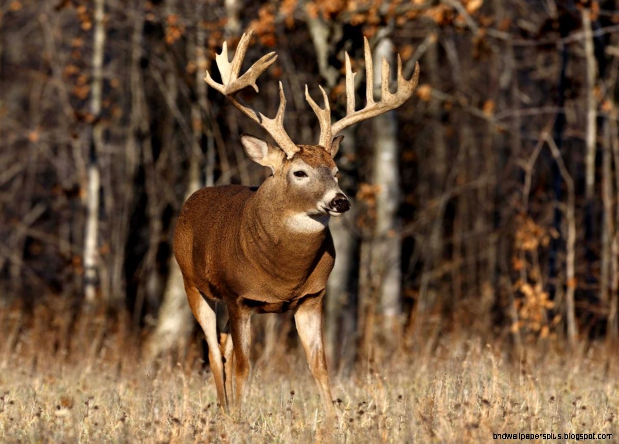 Hunting Deer   HD wallpapers Hunting Deer   HD wallpapers
