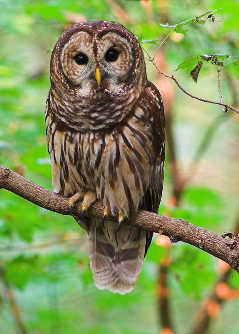 Barred Owls Barred-owl