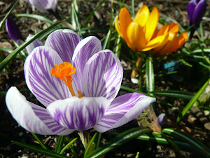 Crocus