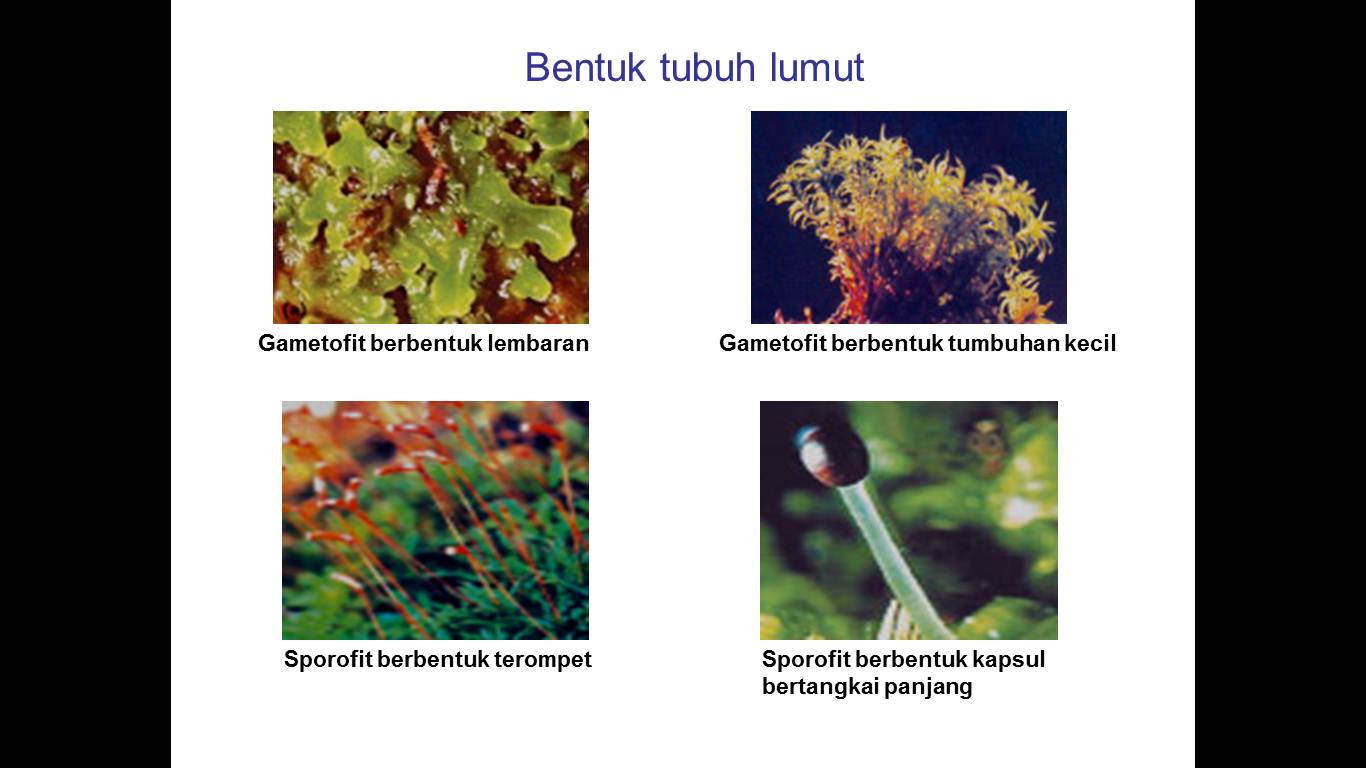 Just Be Yourself: PRESENTASI KINGDOM PLANTAE (BIOLOGI 1)