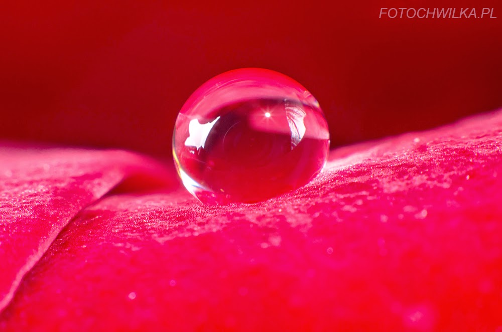 Zdjęcie makro wykonane z użyciem mieszka. Kropla wody na płatku róży.