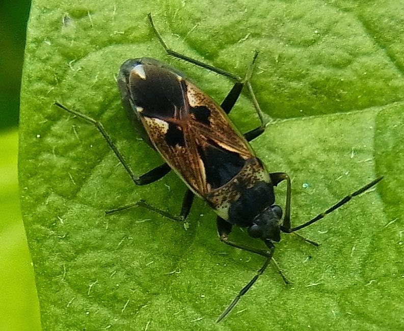 Wanderungen Durch Die Natur Wanzenparade