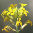 http://wild-flowers-of-europe.blogspot.nl/2015/06/biscutella-auriculata.html