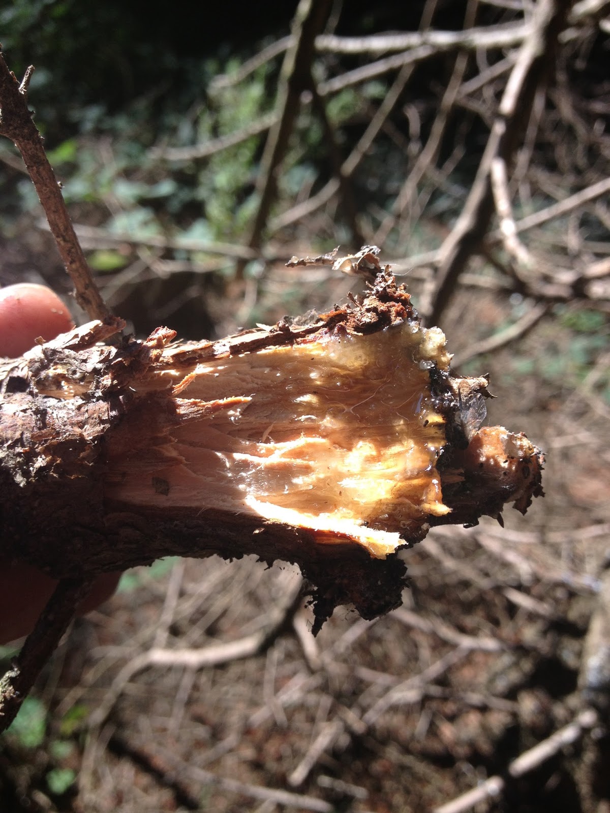BUZZARD BUSHCRAFT Spruce Knots as a Fire Starter