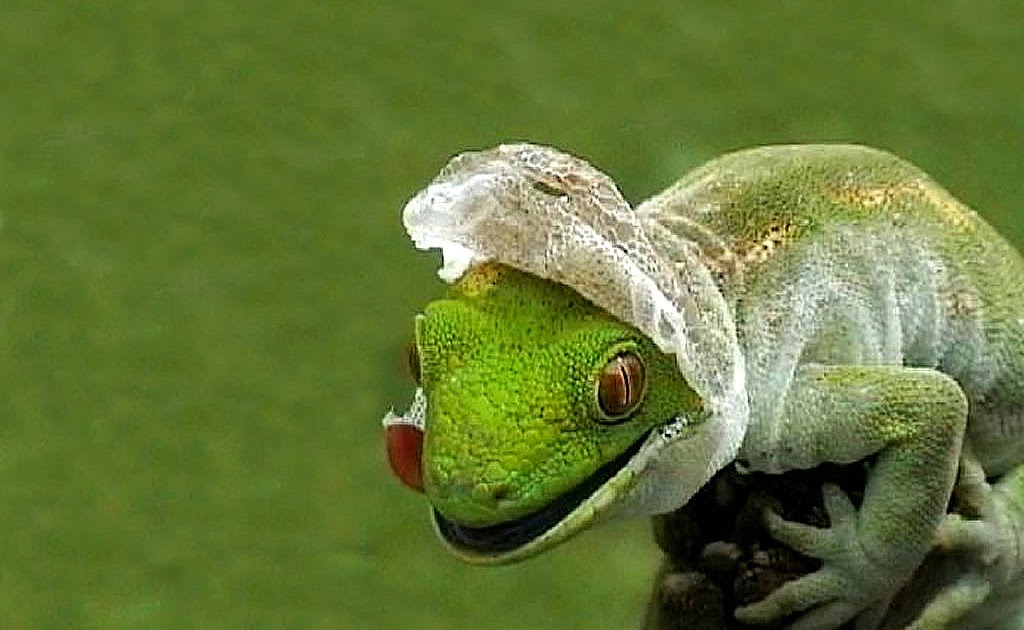 Wallpaper Collections: bearded dragon backgrounds