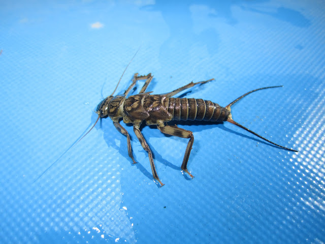 Stonefly.JPG