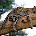 Leopards