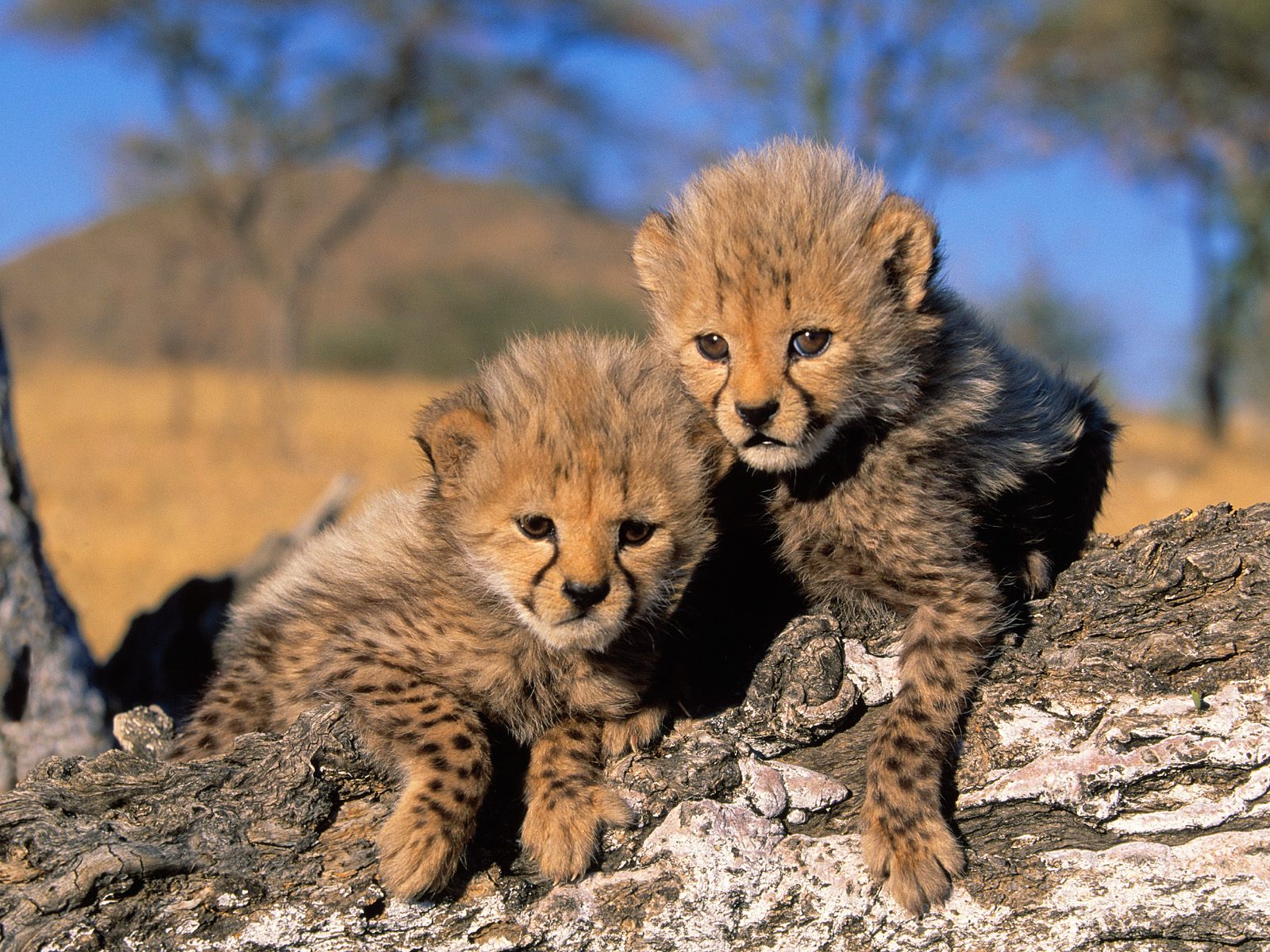 Animal Zoo Life: cheetah,cheetahs,king cheetah,cheetah facts,baby