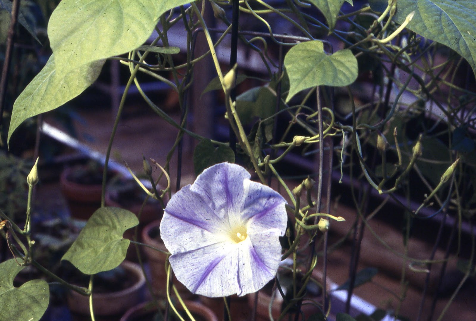 A Wandering Botanist Botany Rules 3 Why do Botanists Always Tell You