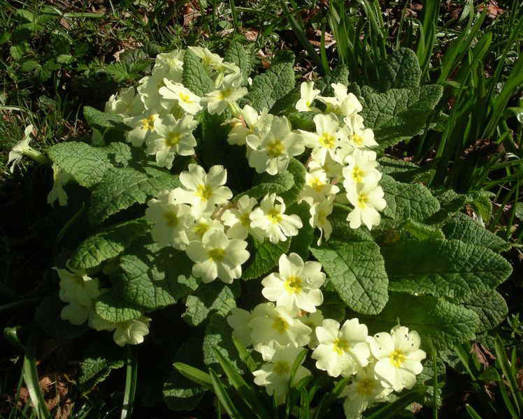 12 Months in View Flower of the Month Primrose