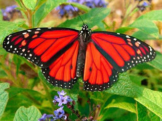 Butterfly photo