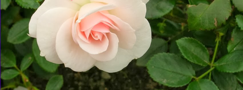 ������ ���� ������ �� ���� ������