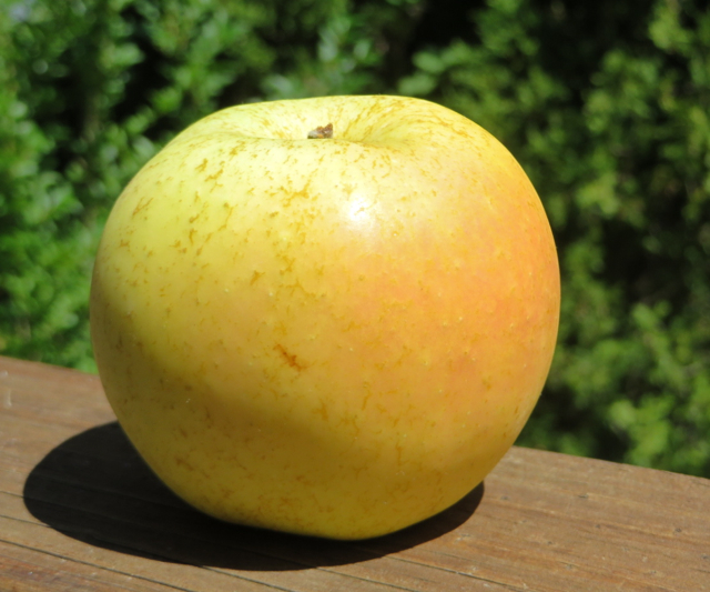Fresh Pristine apples Adam's Apples