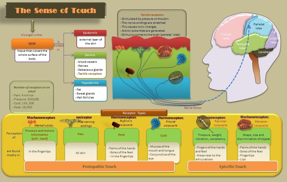 Educative diagrams Diagram of The Sense of Touch