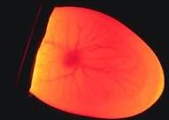 Mengenal Perbedaan Telur Ayam Infertil Dan Fertil