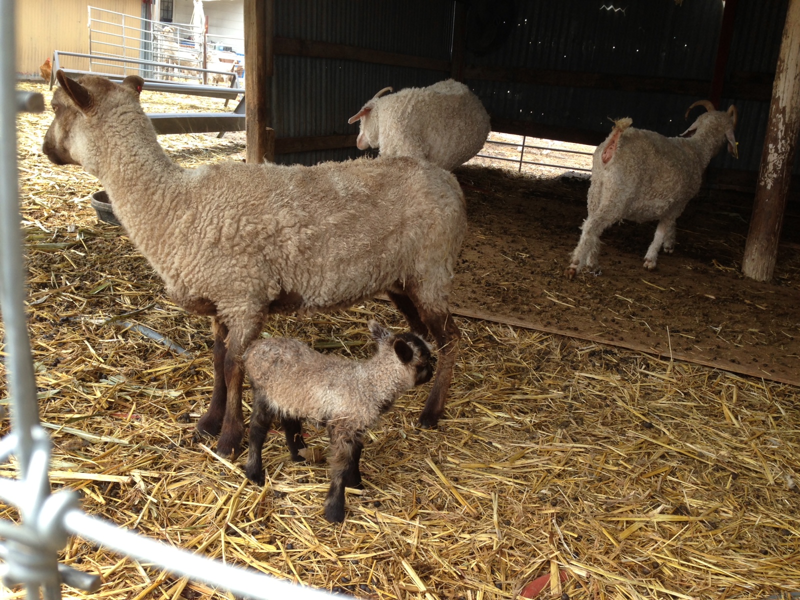 One Yarn and Fiber Departure Day and City Girl's Fiber Farm Update!