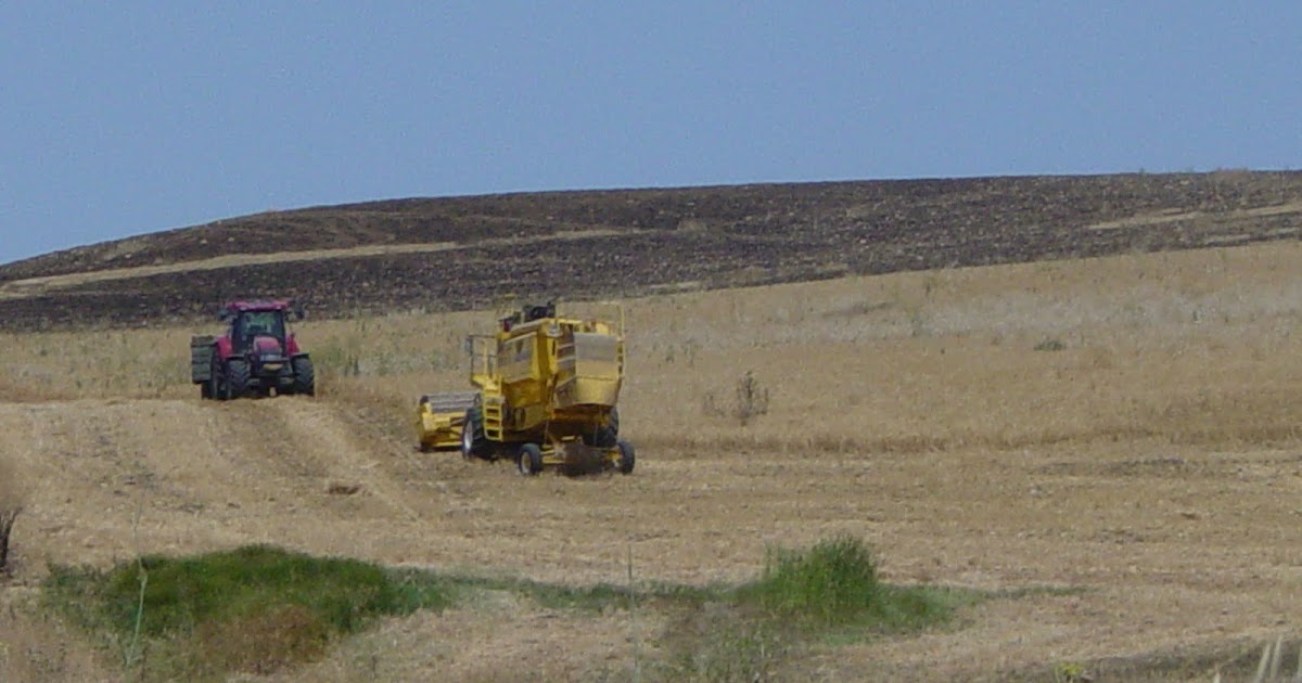 Duro di Sicilia Ho finito di trebbiare