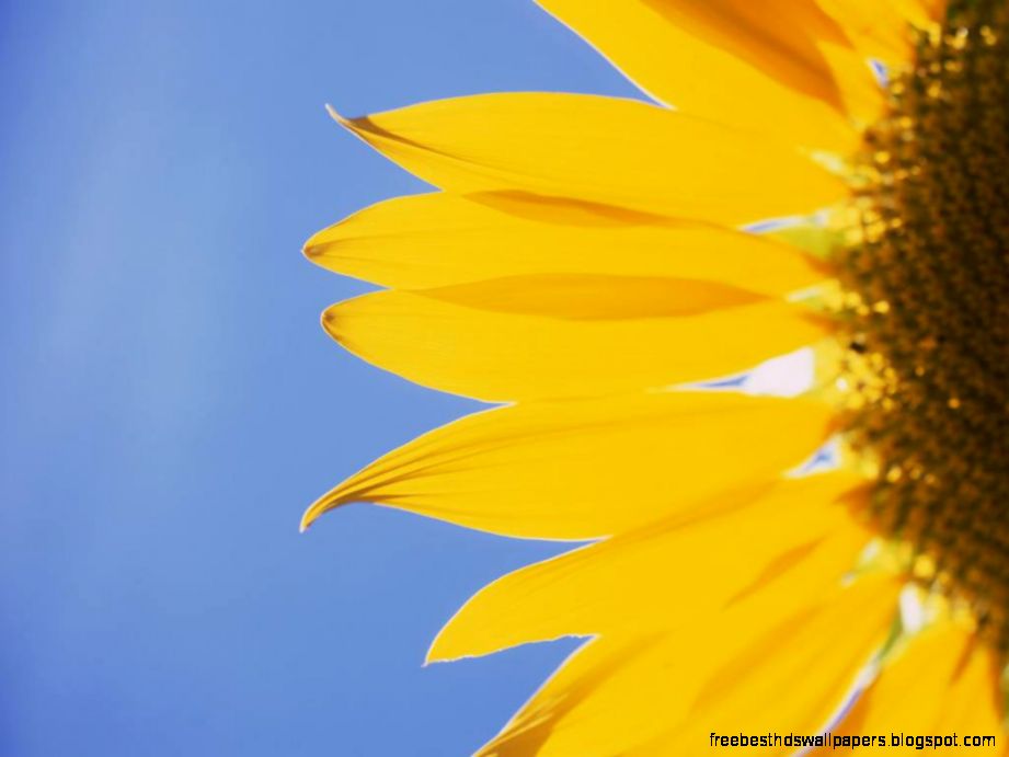Sunflower Desktop Wallpapers Free Wallpaper Cave Sunflower Desktop Wallpapers Free Wallpaper Cave