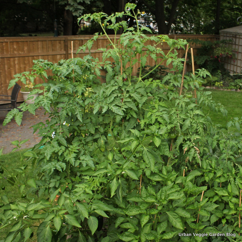 Urban Veggie Garden Blog Tomato Pepper Bed The Tomatoes Are All Green And Plants Starting To Get Blight Peppers Turning Colour At Least