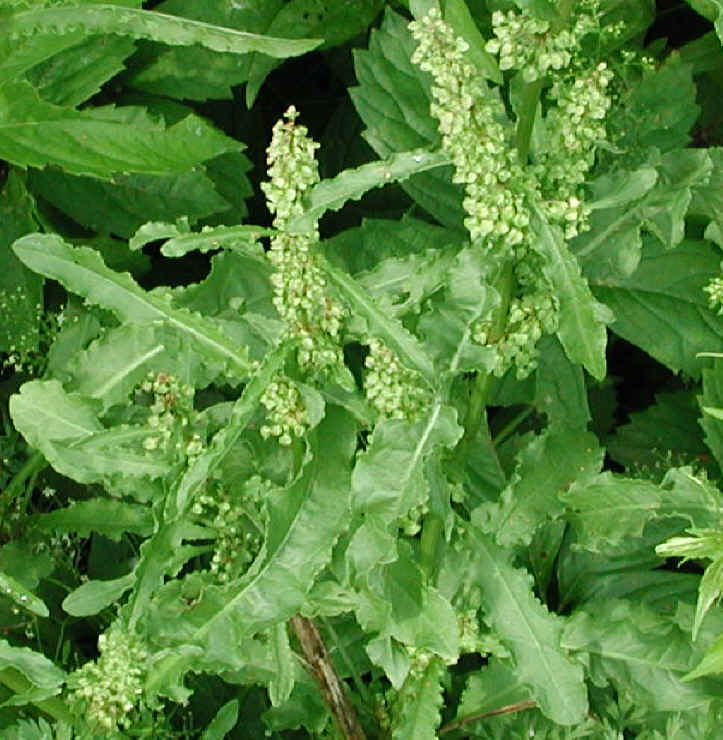 Ruff Survival Wild Edible Plants, Part 2 Shoots, Leaves, flowers and Weeds