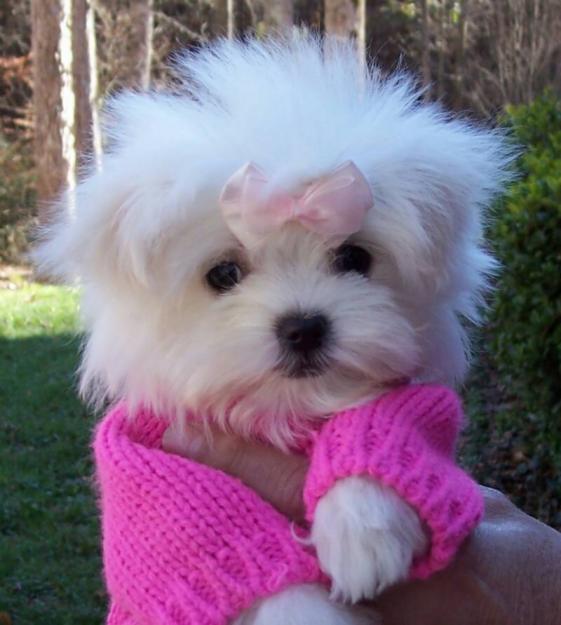 teacup puppies pictures teacup puppies best animals teacup puppies pictures teacup puppies best animals